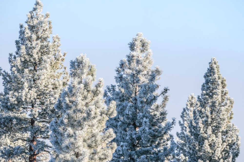 a group of trees with snow on them