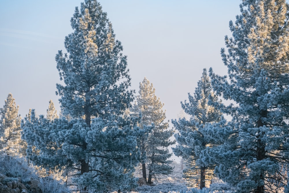 a forest filled with lots of tall trees covered in snow