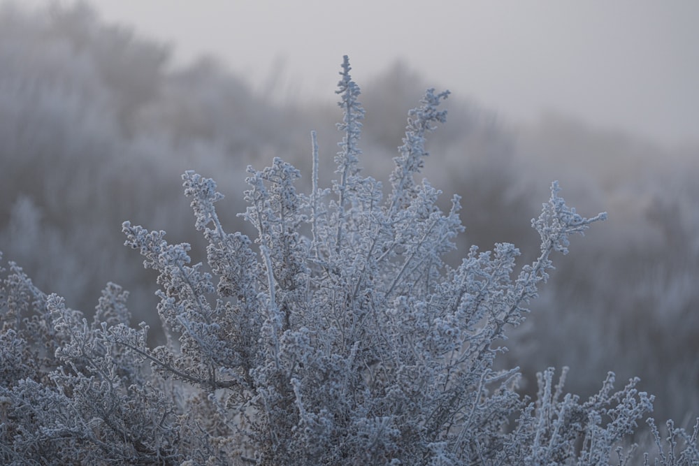 a bush covered in frost on a foggy day