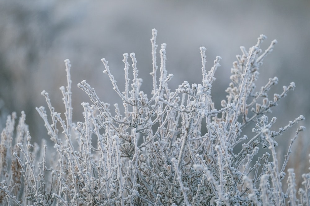 a bush is covered in ice and frost