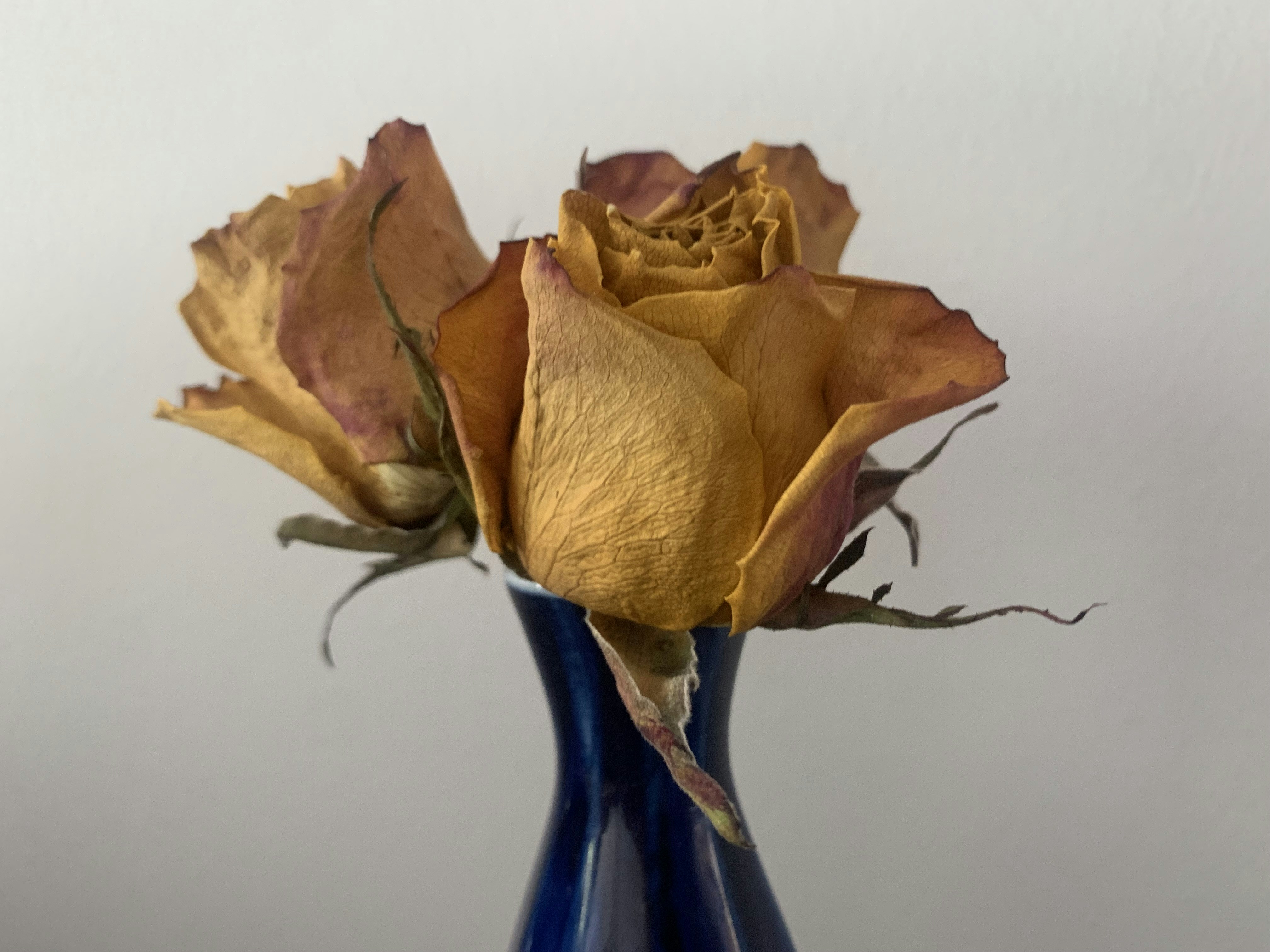 Один увядший цветок в вазе с мягким размытым фоном, вызывающим ощущение хрупкости и гниения.