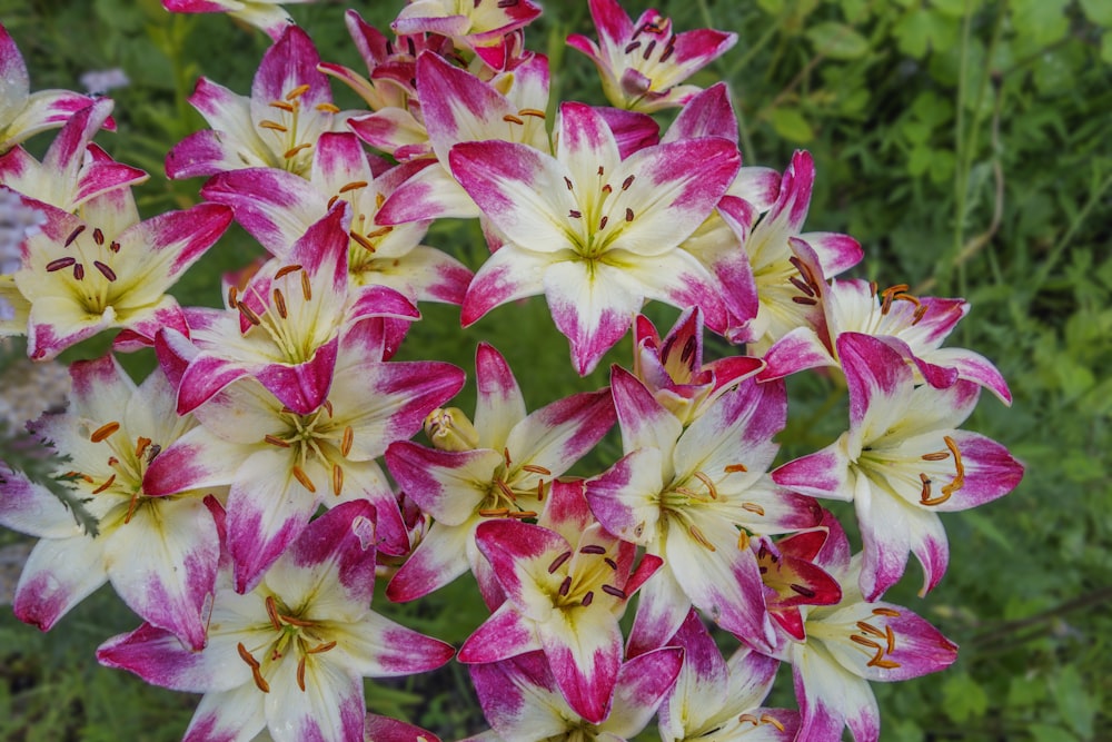 a bunch of pink and white flowers in a garden