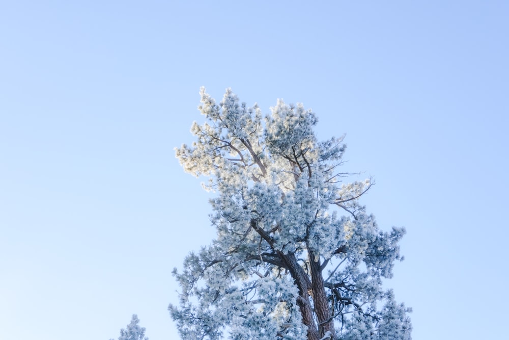 a tree with snow on it and a blue sky in the background
