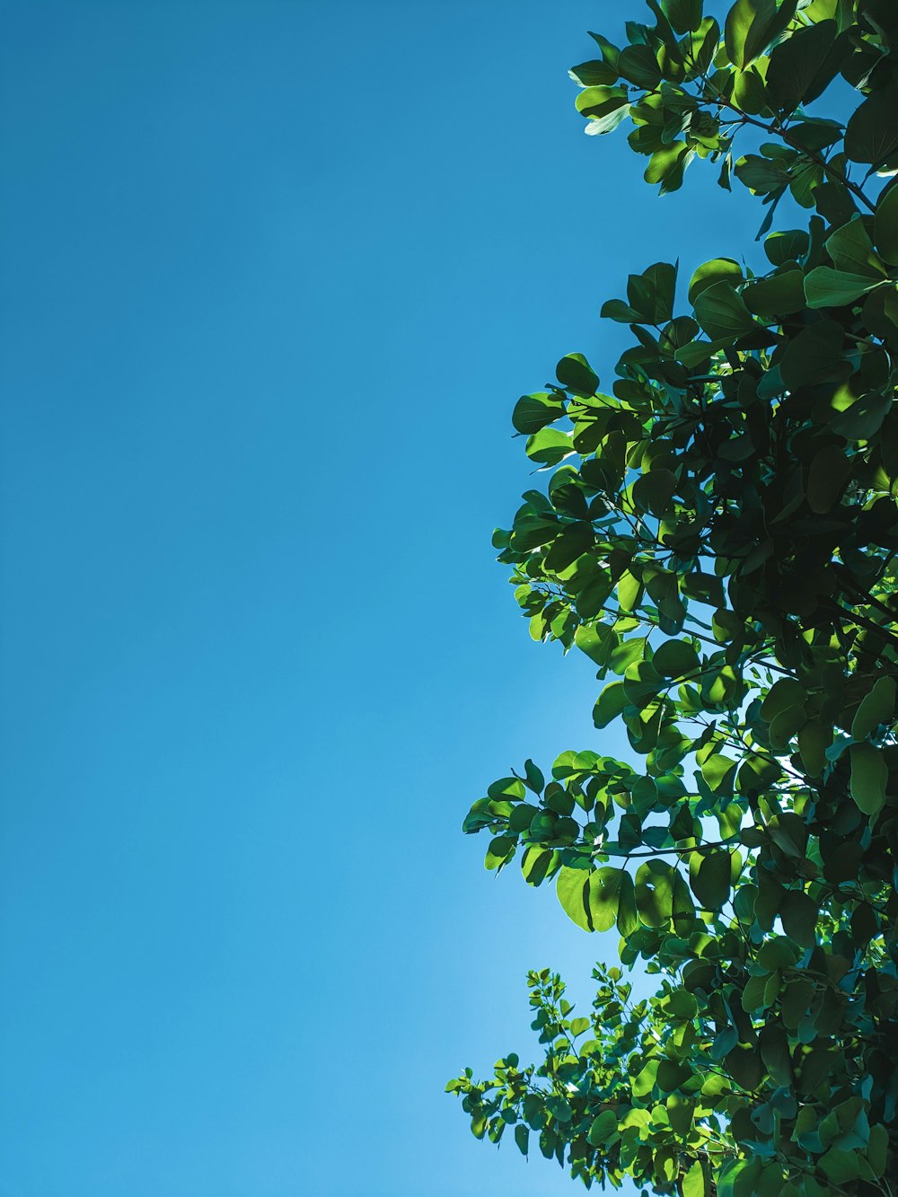 a blue sky and some green leaves on a tree