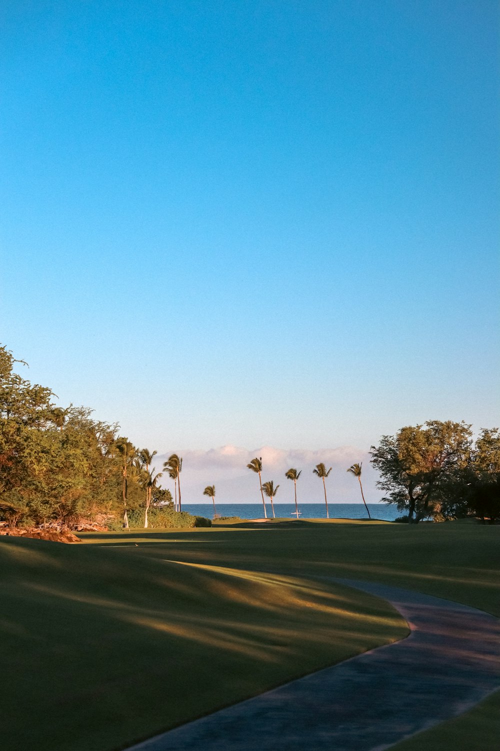 a view of a grassy field with palm trees and the ocean in the background