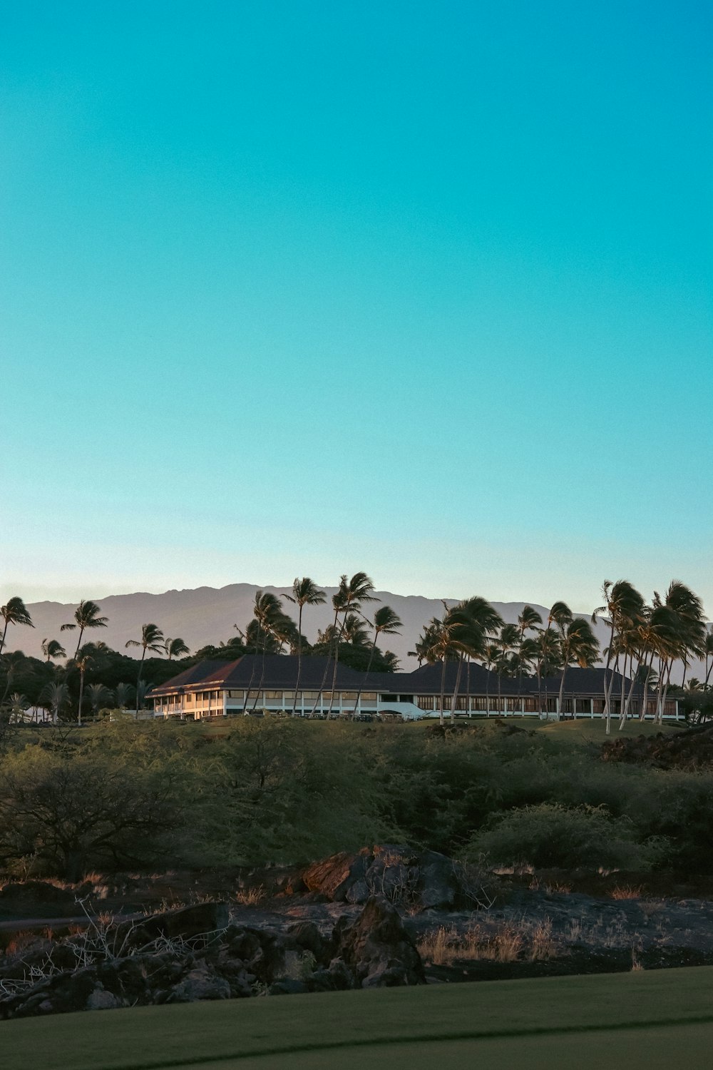 a view of a golf course with palm trees in the background