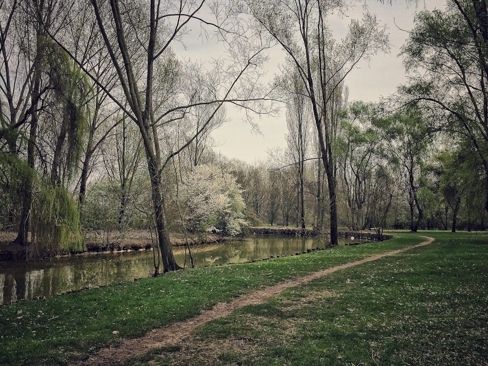 a river running through a lush green park