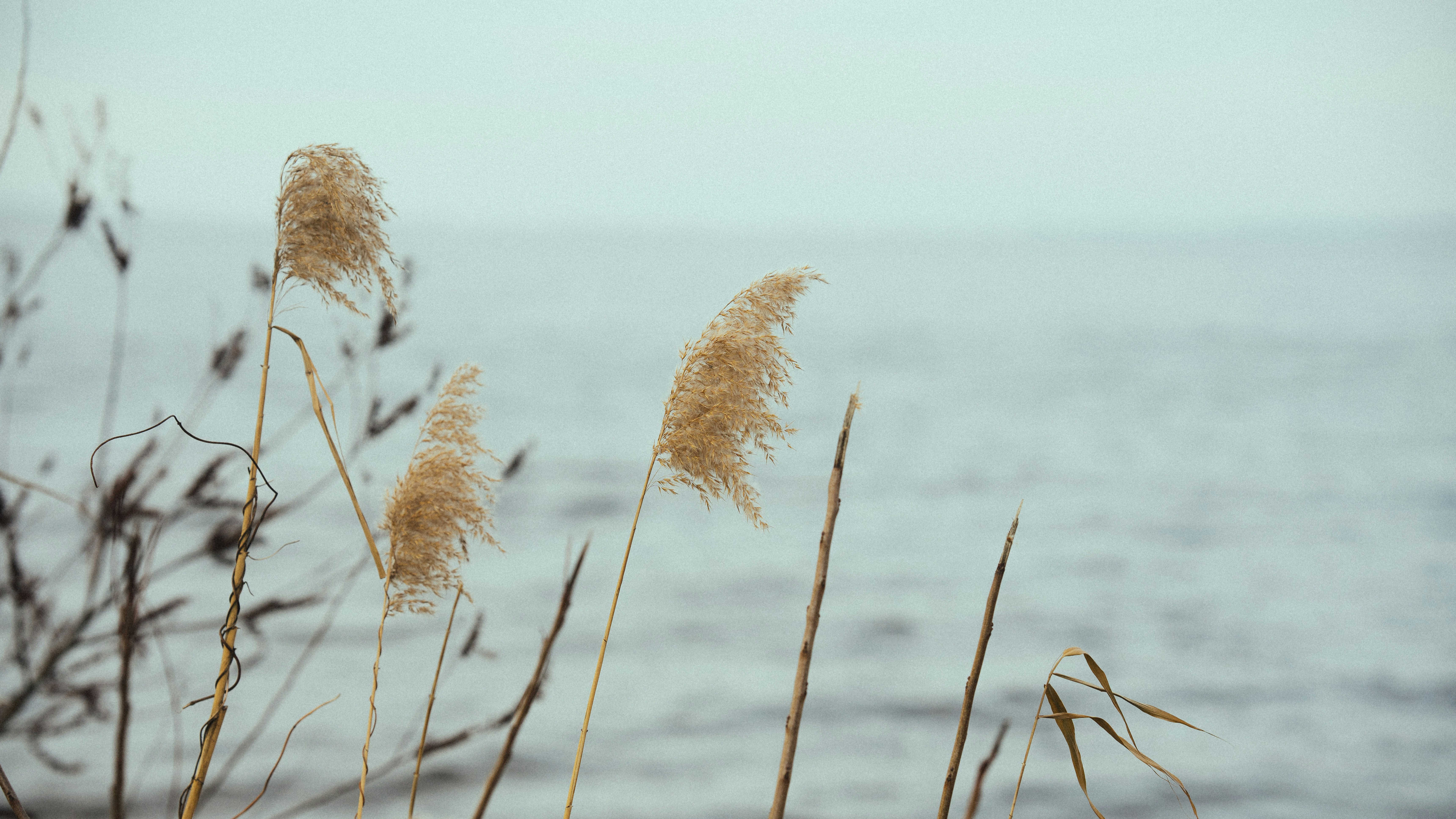 Photo by samoyedness