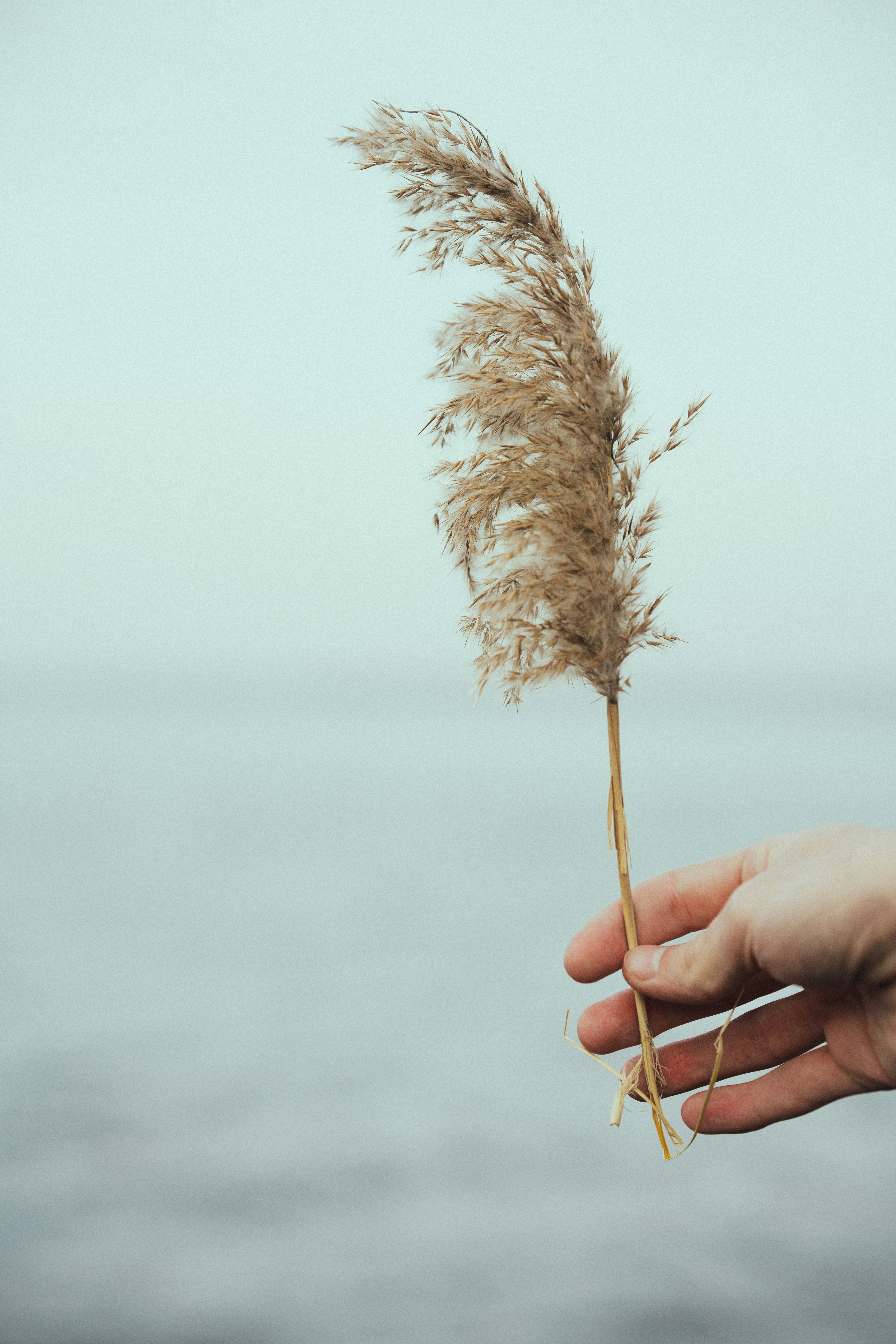 Photo by samoyedness