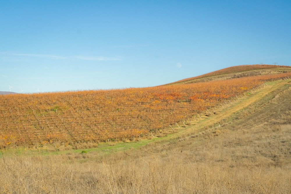 a field with a hill in the background