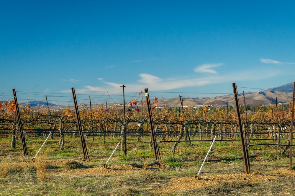 a bunch of vines in a field with mountains in the background