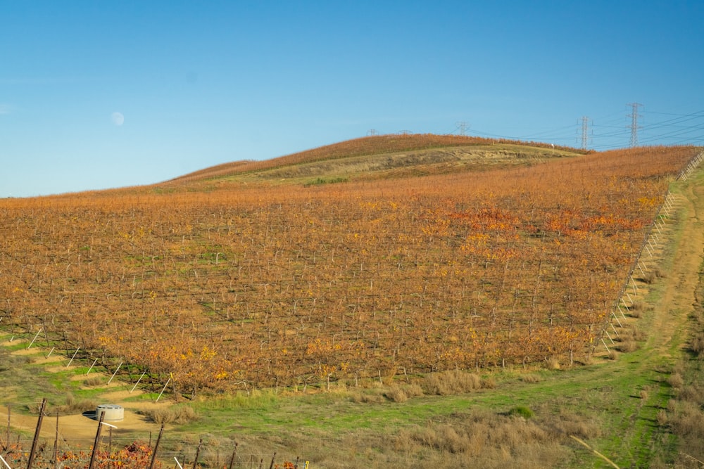 a field with a hill in the background