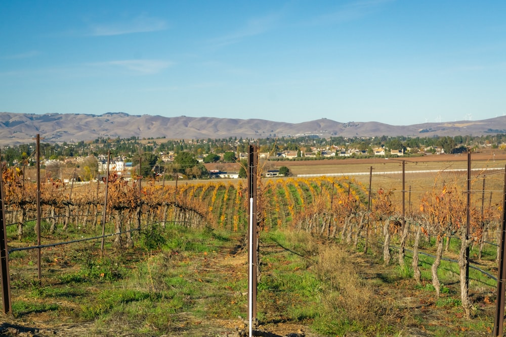 Un campo de viñas con montañas al fondo