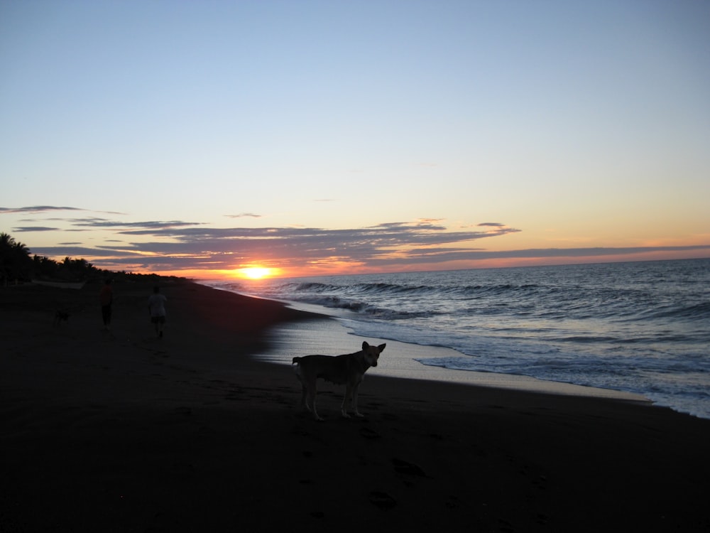 un chien debout sur une plage à côté de l’océan