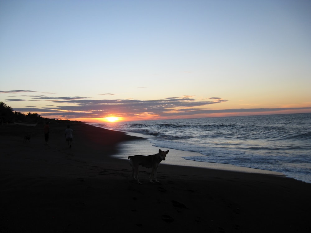 a dog standing on top of a beach next to the ocean