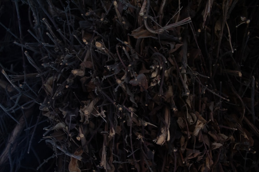 a close up of a bunch of dead leaves