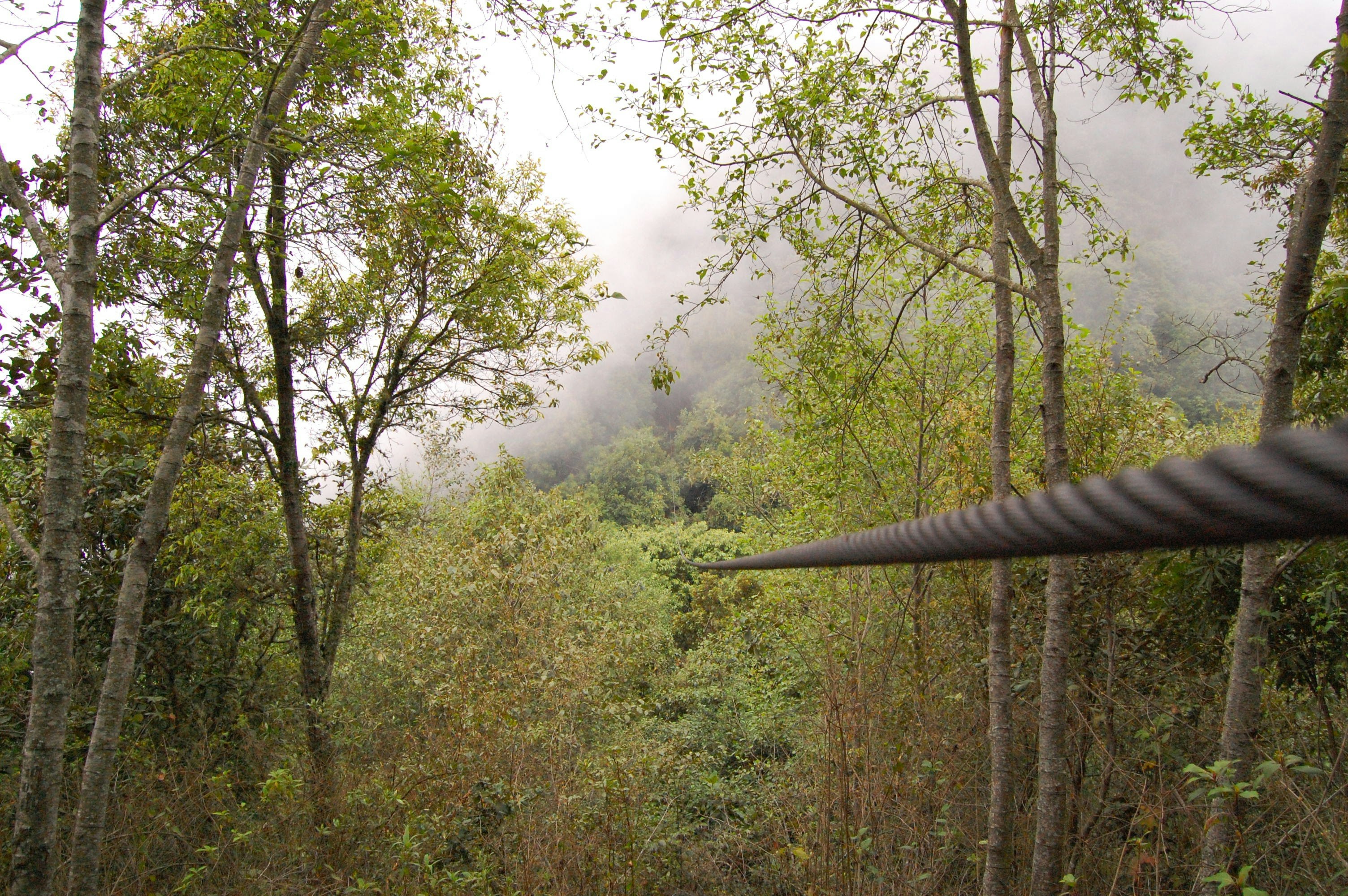 a view of a forest from a train window