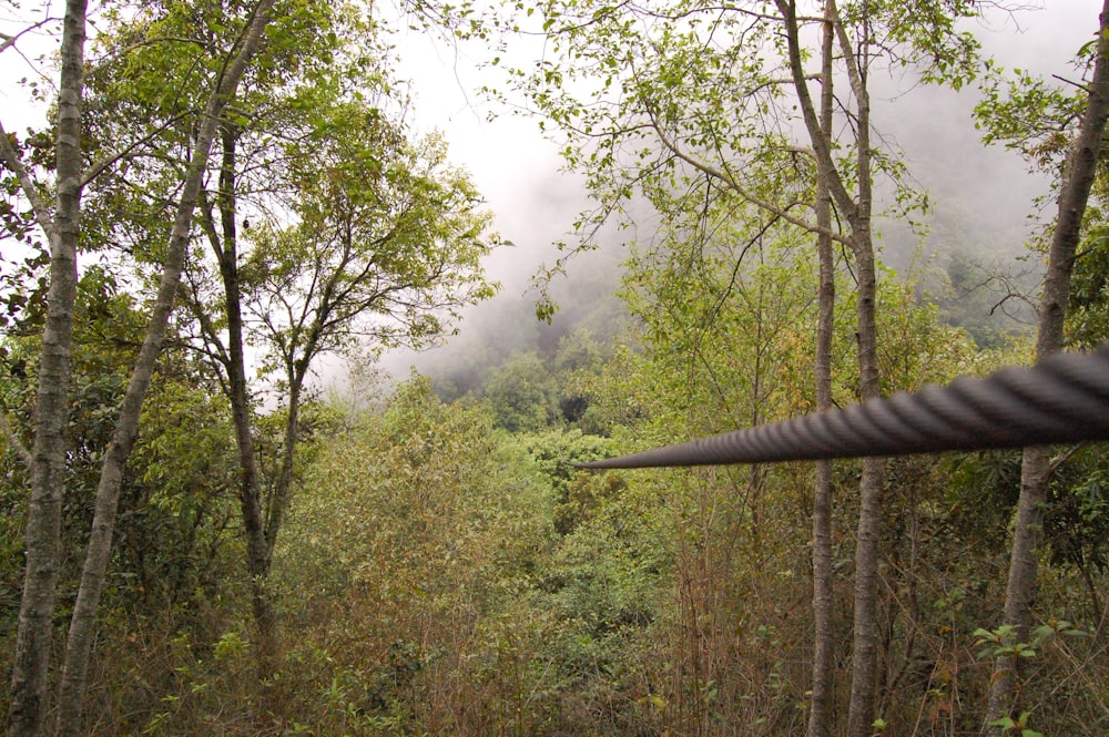 a view of a forest from a train window