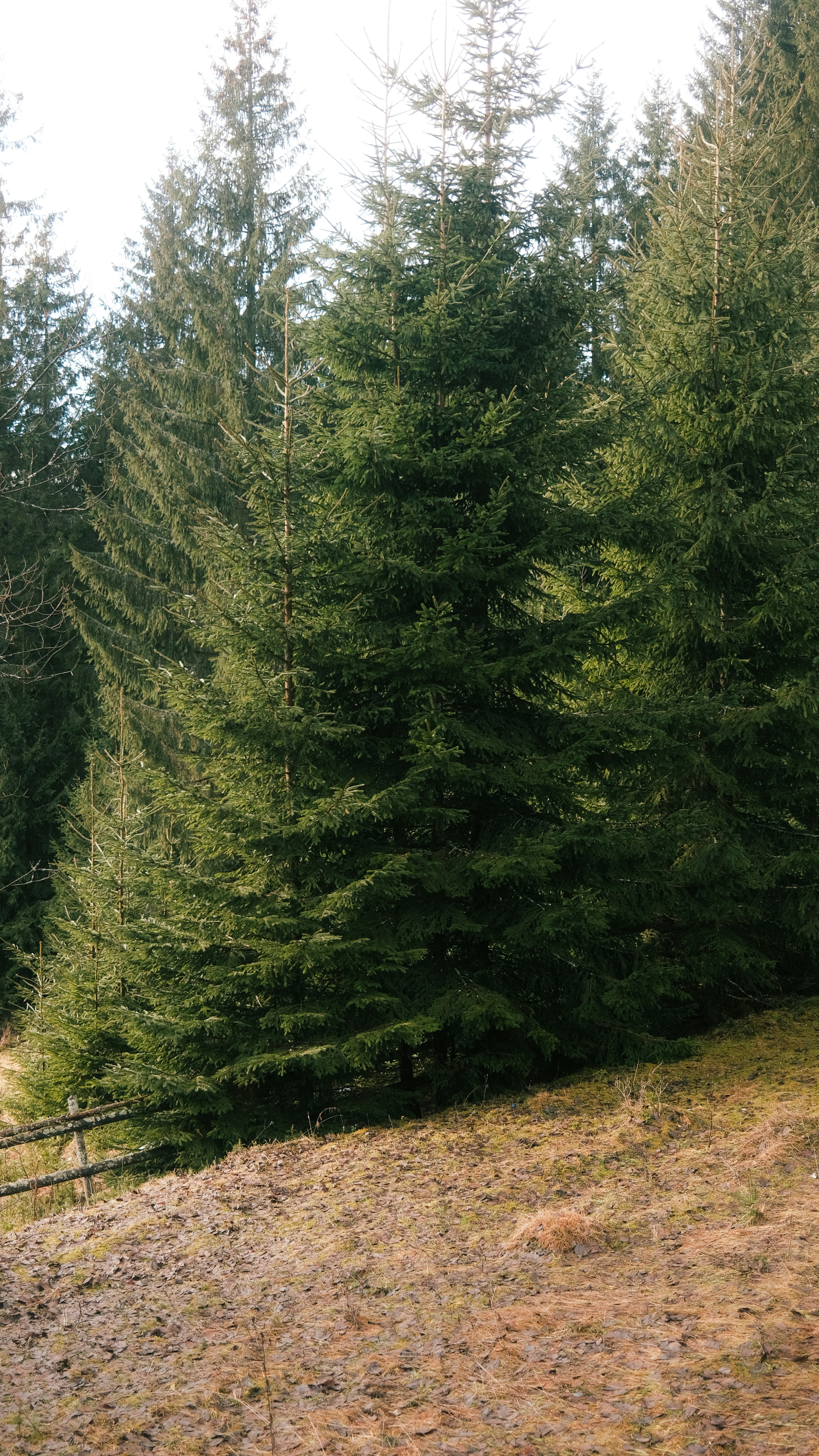 Photo by maksym_tymchyk