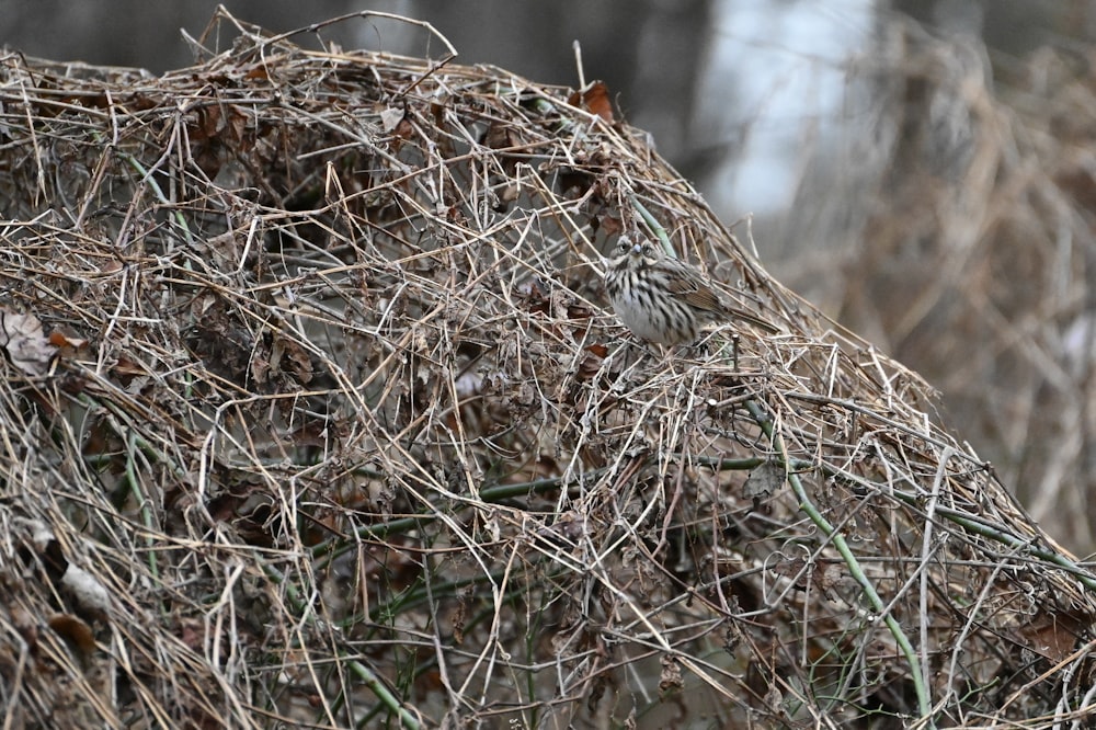 a bird sitting on top of a pile of branches