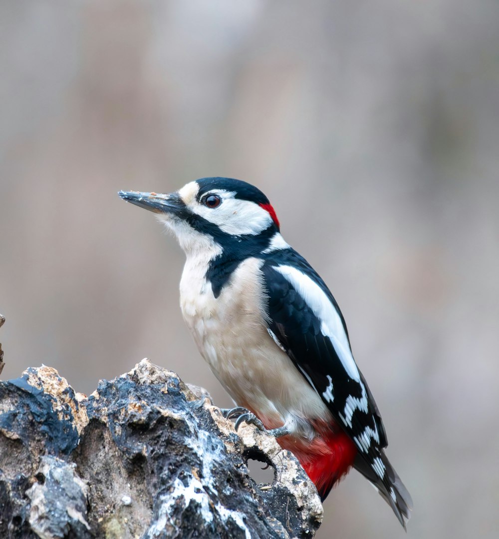 a small bird perched on top of a rock