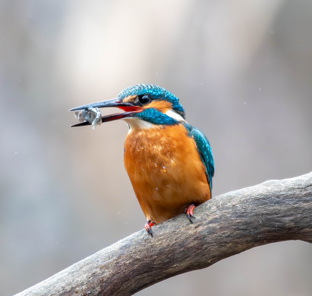 un oiseau coloré avec un poisson dans son bec