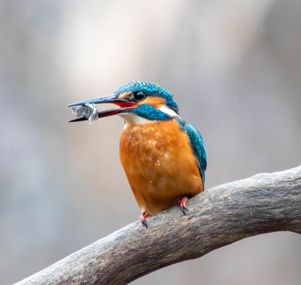 ein bunter Vogel mit einem Fisch im Schnabel