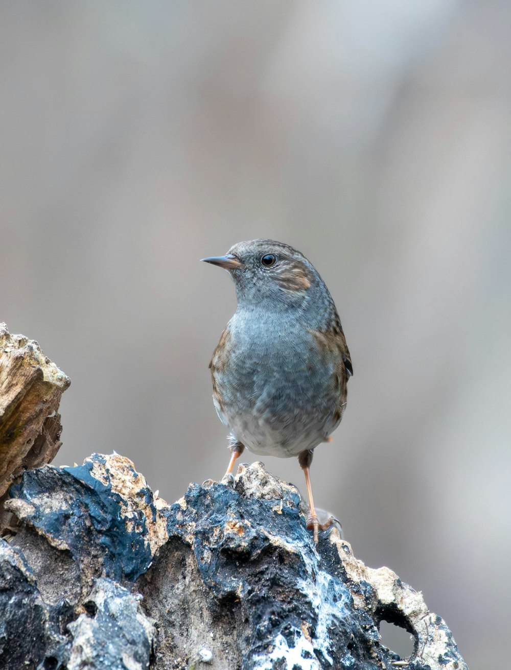 a small bird sitting on top of a rock