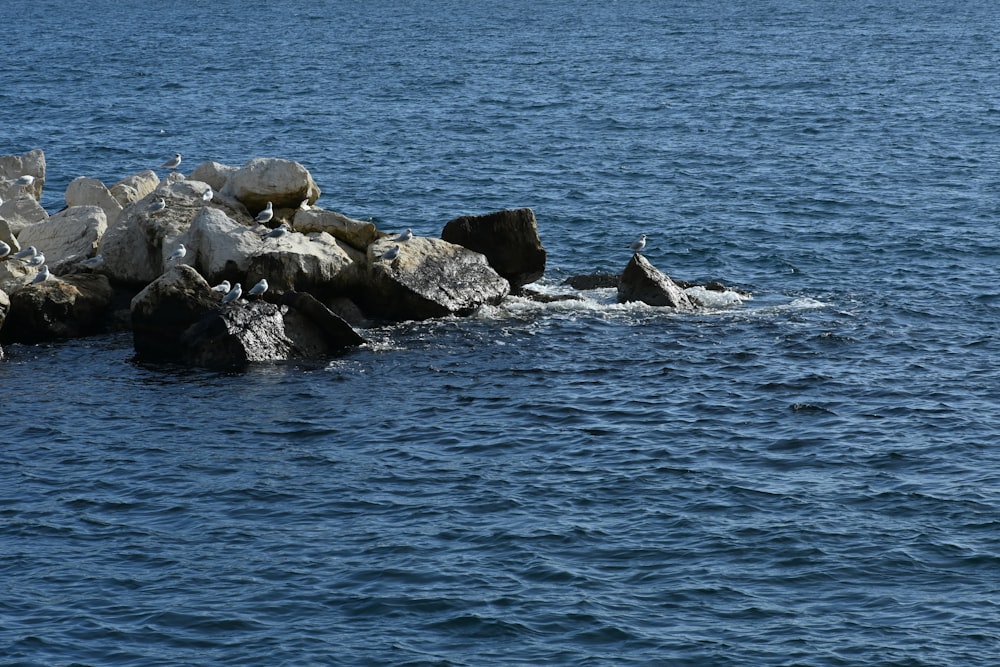 a group of birds sitting on rocks in the water