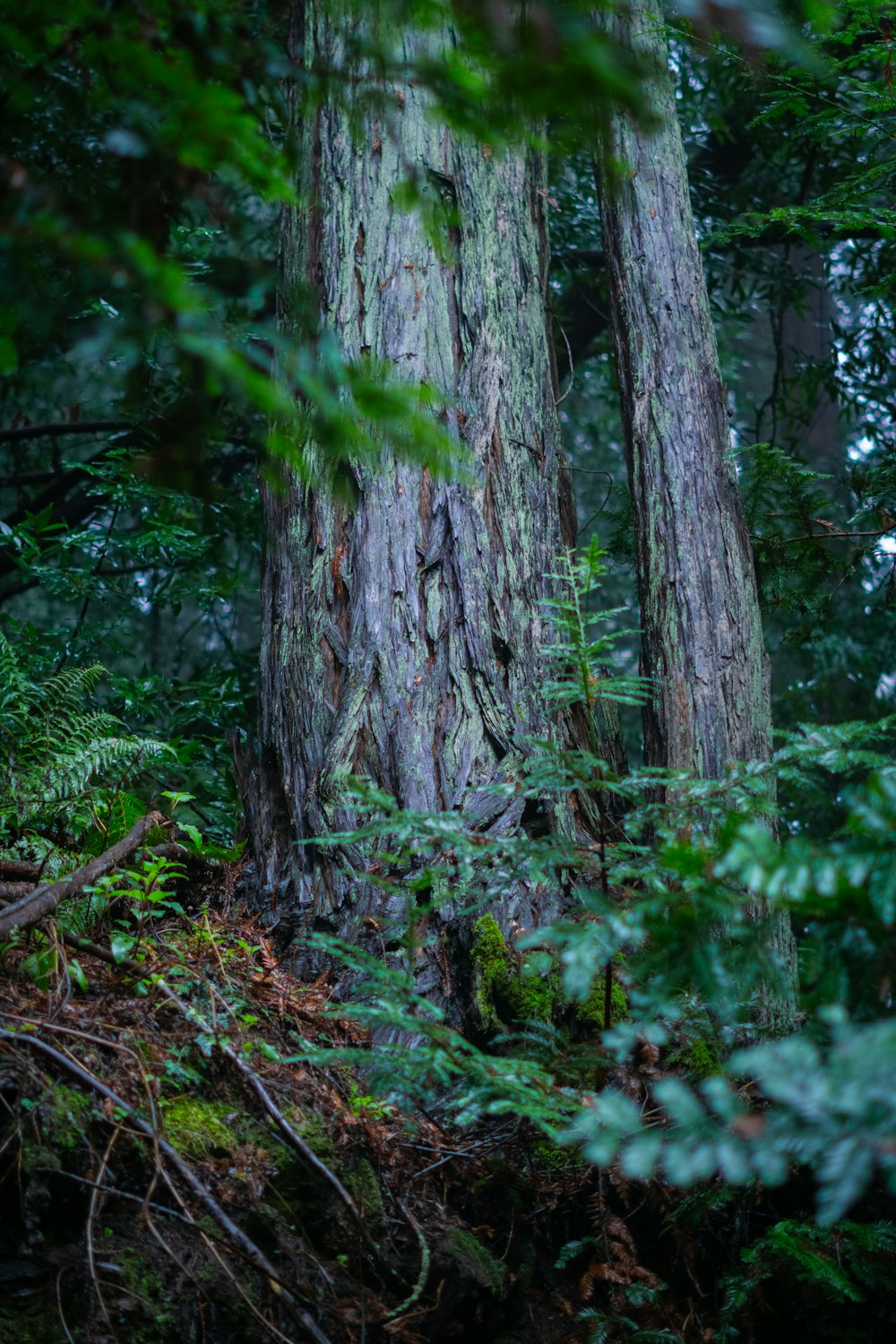 a large tree in the middle of a forest