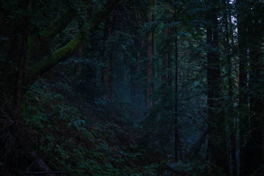 a dark forest filled with lots of trees