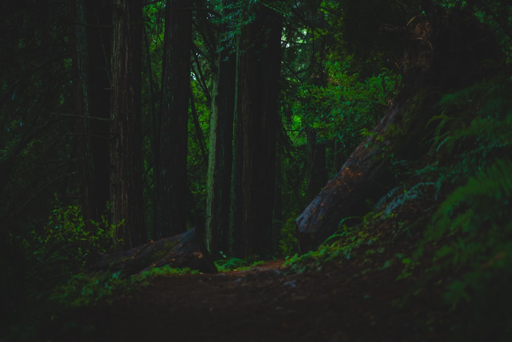 a path in the middle of a forest with lots of trees