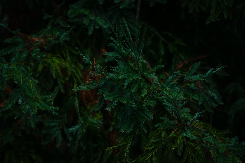 a close up of a pine tree branch