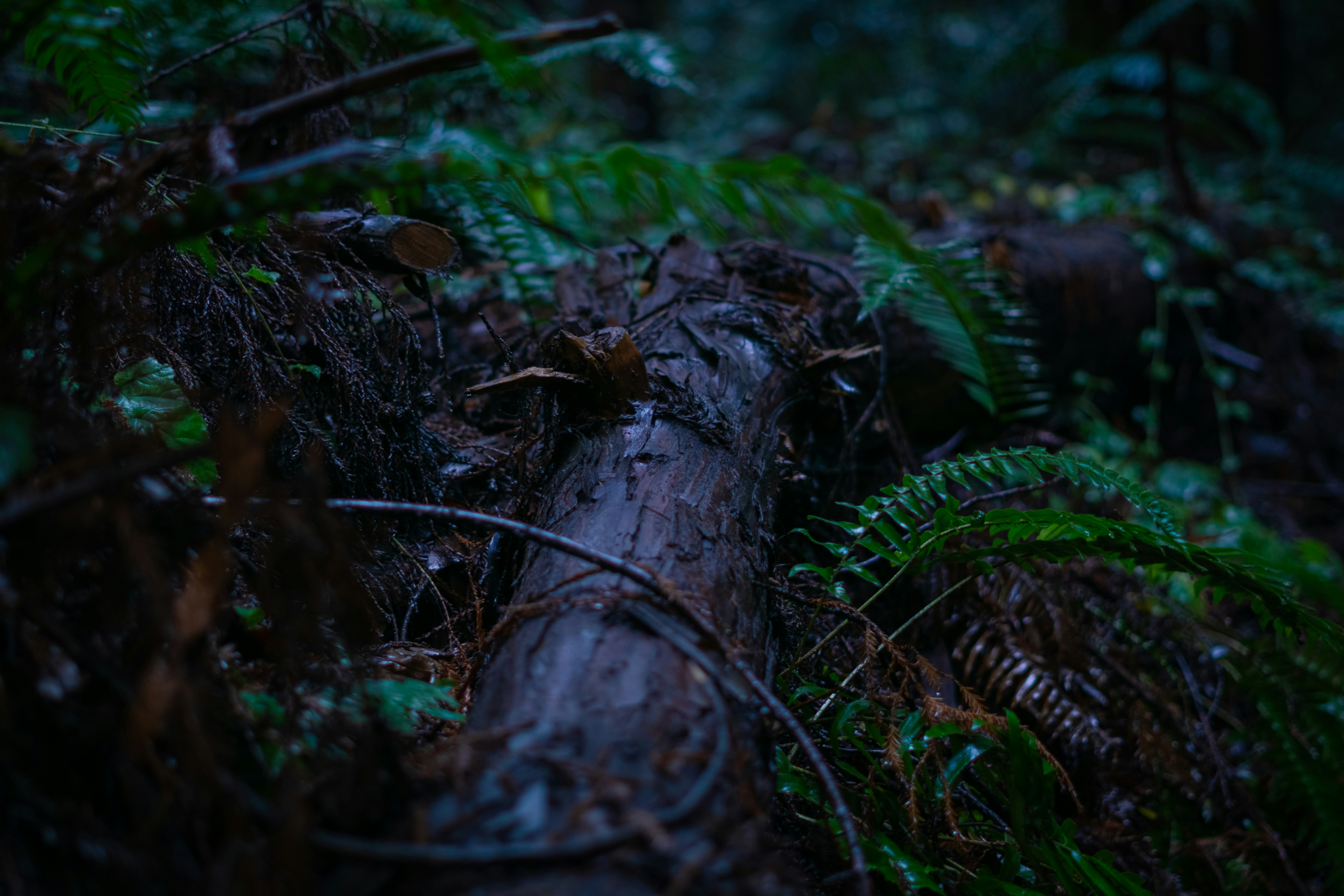 Photo by spencer_demera