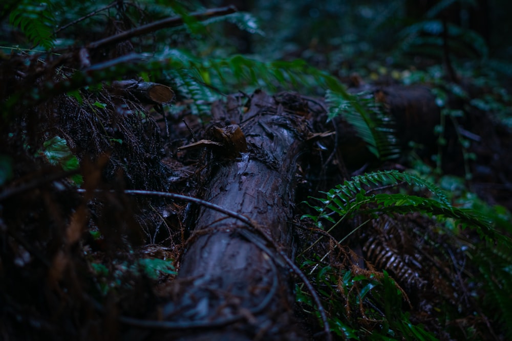 a fallen tree in the middle of a forest