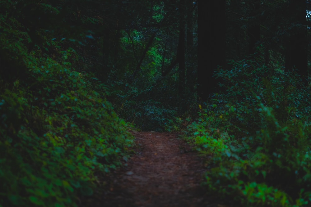 a path in the middle of a lush green forest