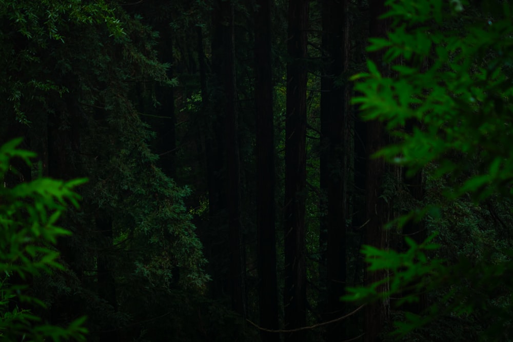 a forest filled with lots of green trees