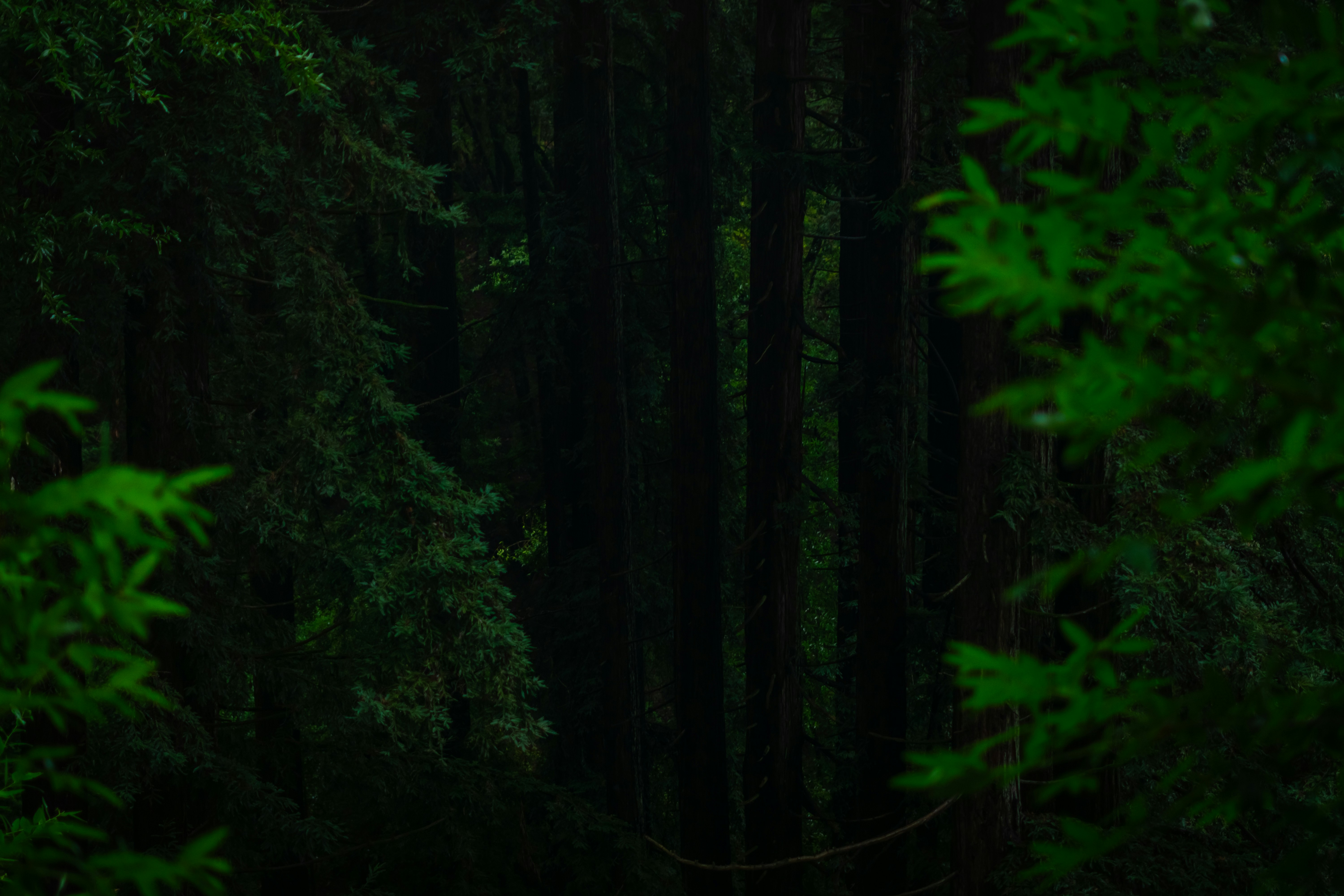 Gray Skies, Steady Minds: How Humboldt County's Overcast Climate May Shield Residents From Seasonal Mood Extremes