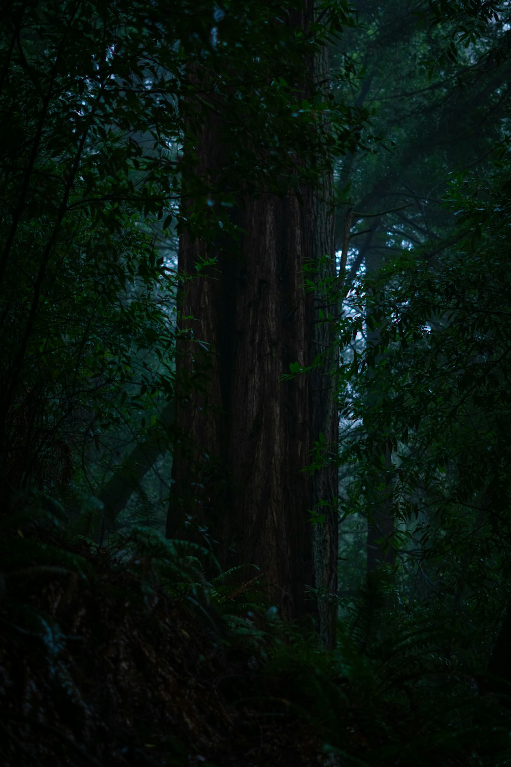 un gran árbol en medio de un bosque