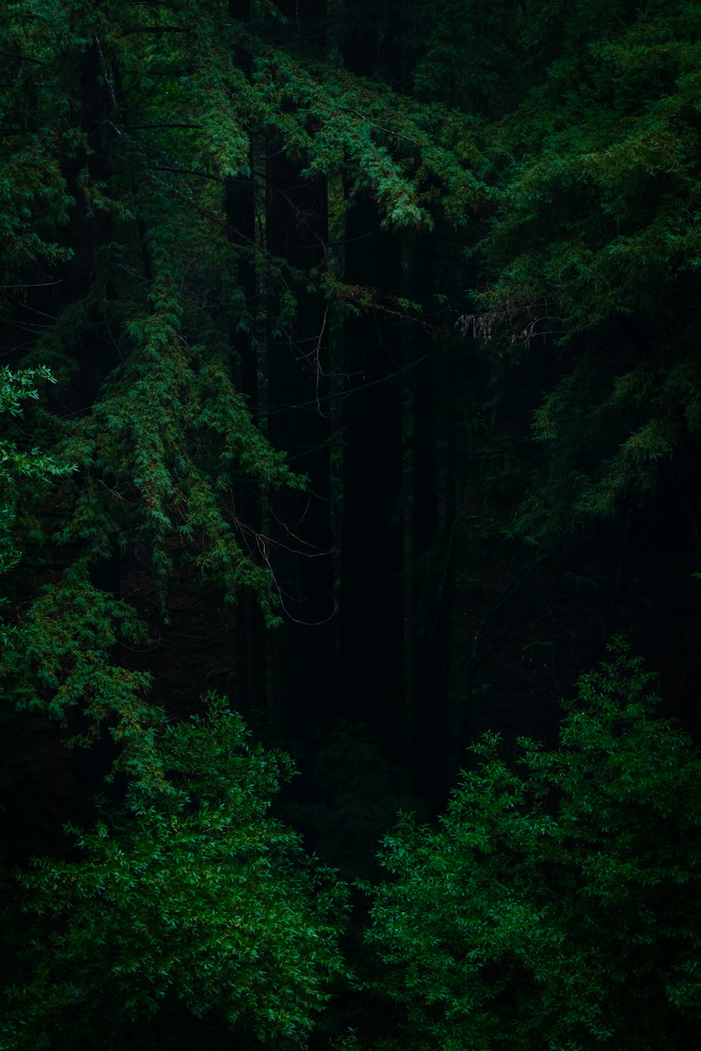 a forest filled with lots of green trees