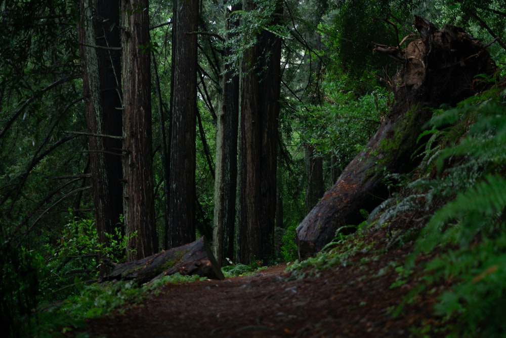 a path in the middle of a forest with lots of trees