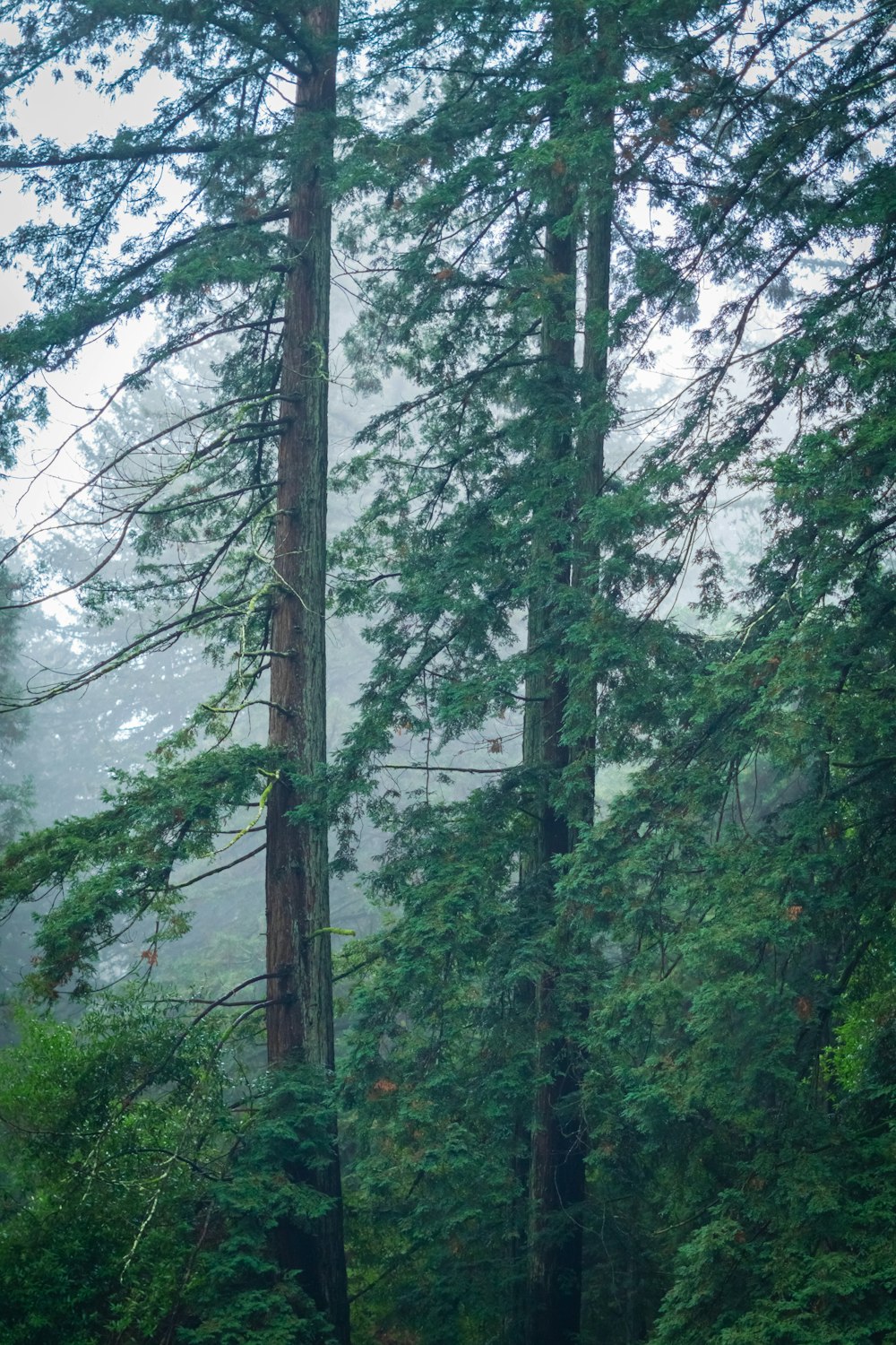 a couple of trees that are in the woods