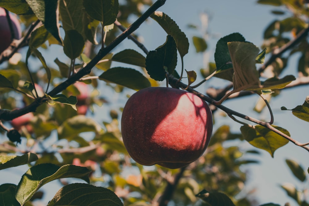 a red apple hanging from a tree branch