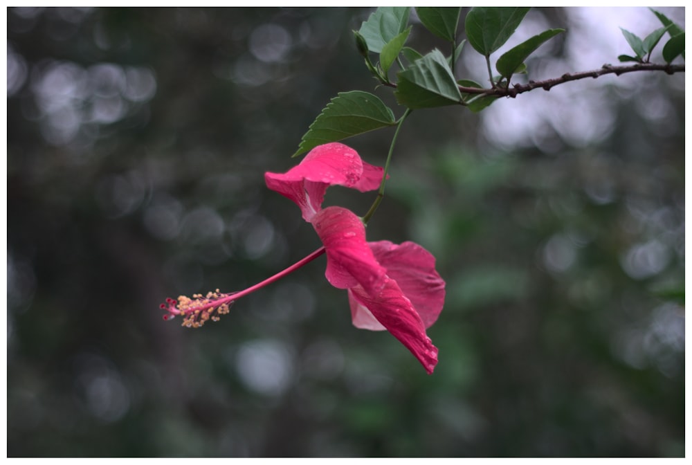 a pink flower with green leaves on a branch