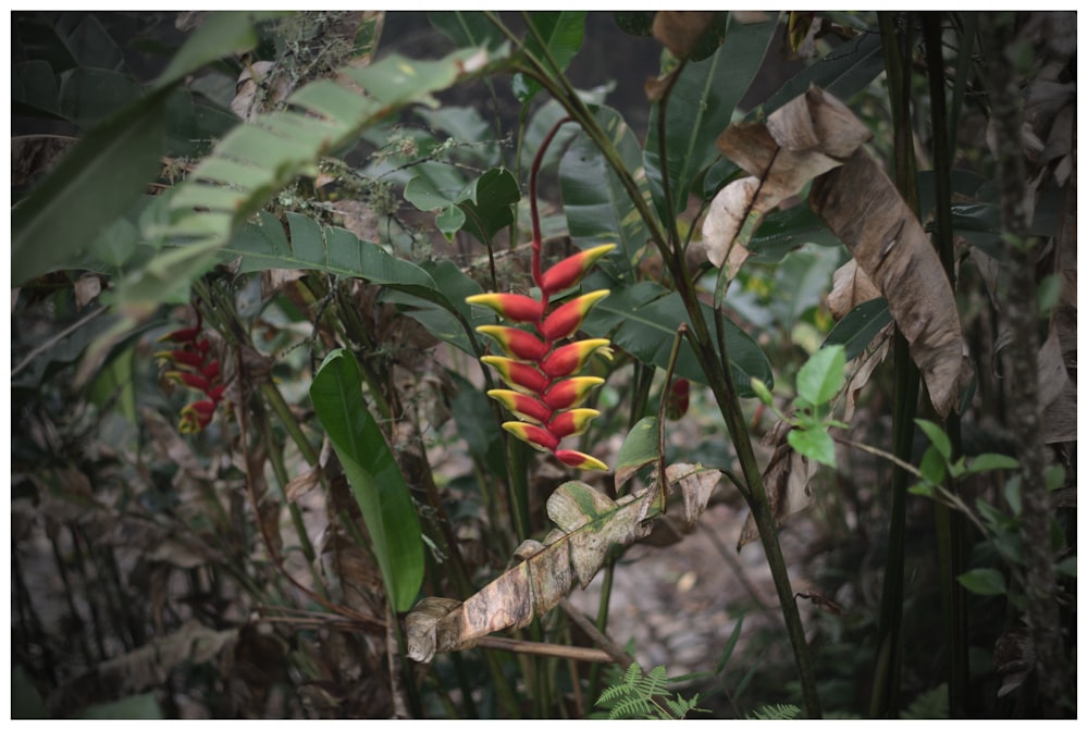 a bunch of red and yellow flowers in a forest