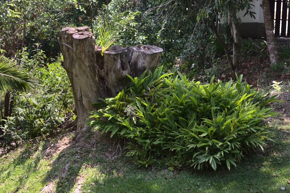 a tree stump sitting in the middle of a garden
