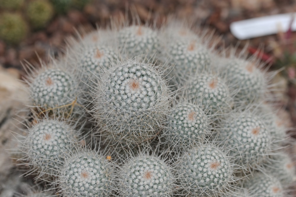 a close up of a cactus plant with lots of leaves