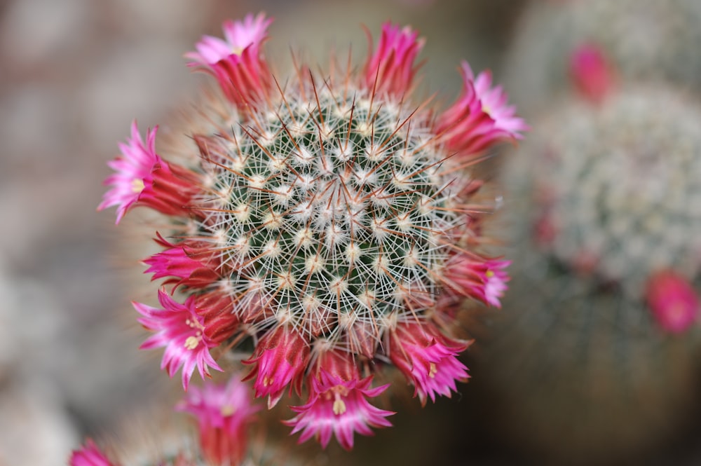 a close up of a cactus plant with pink flowers