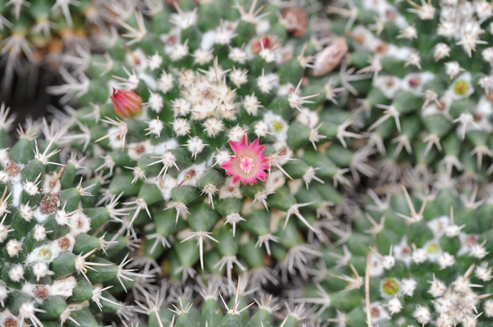 a close up of a pink flower on a cactus
