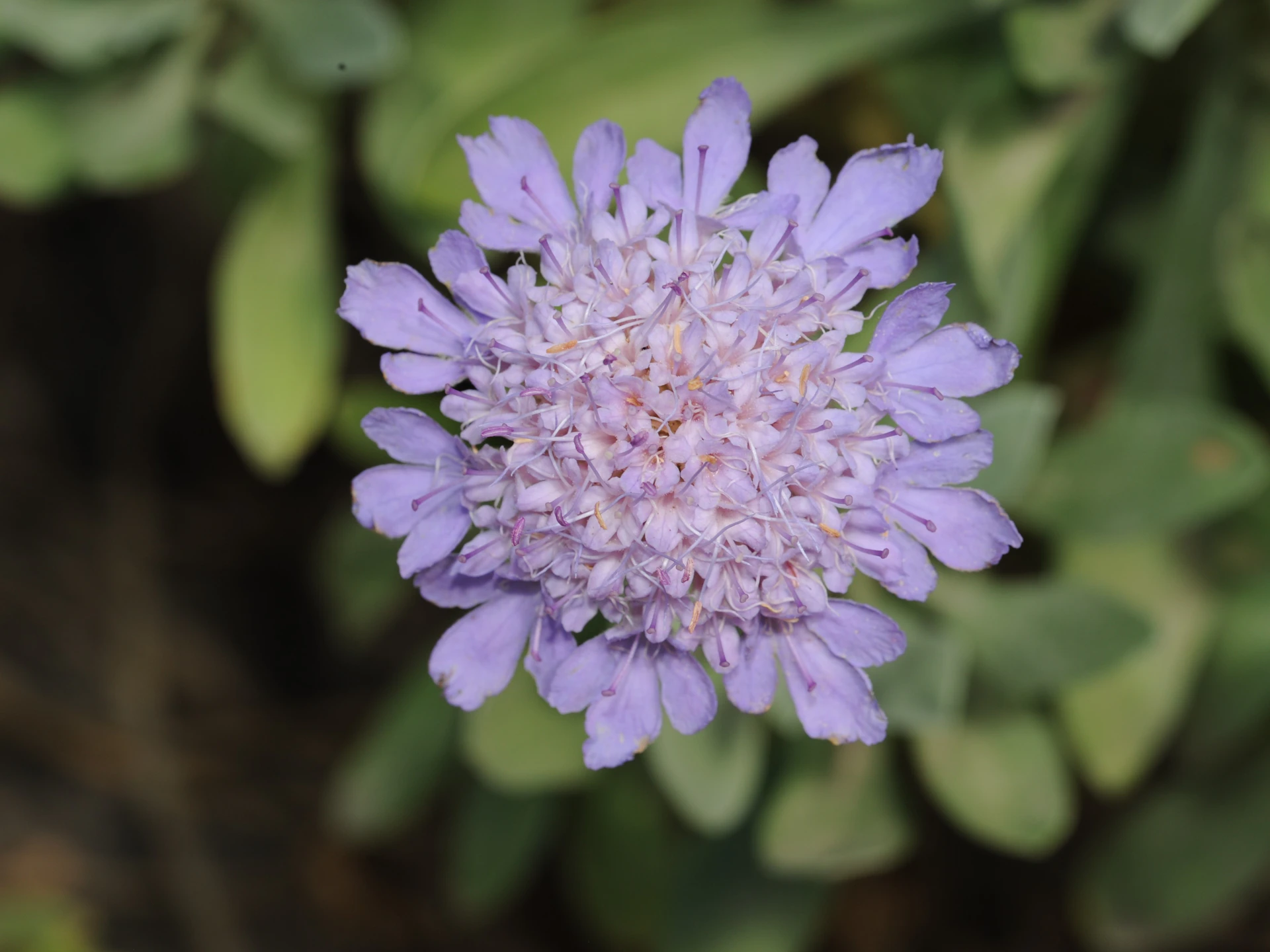 a purple flower with green leaves in the background